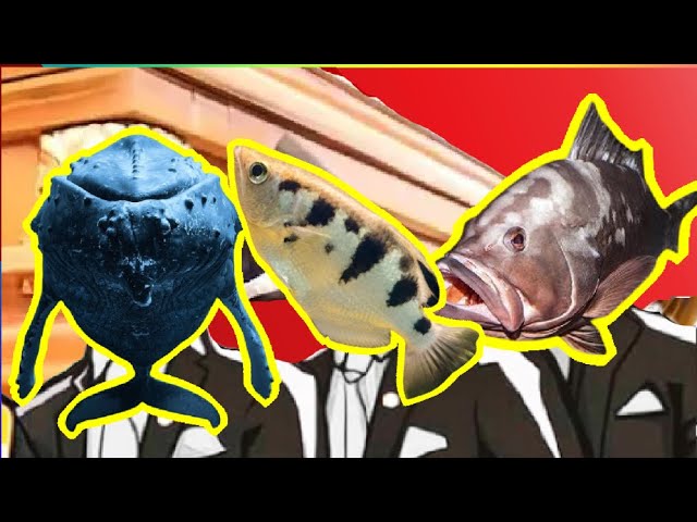 Whale Vs Baracuda Vs Grouper - Coffin Dance Meme Cover