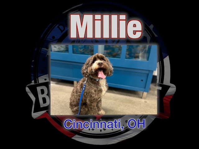 Millie's 15 Day Transformation | 7 year old Cockapoo | Cincinnati, OH | #bulletproofdogtraining