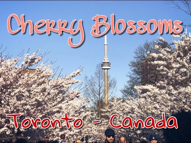 CHERRY BLOSSOMS - TORONTO - CANADA