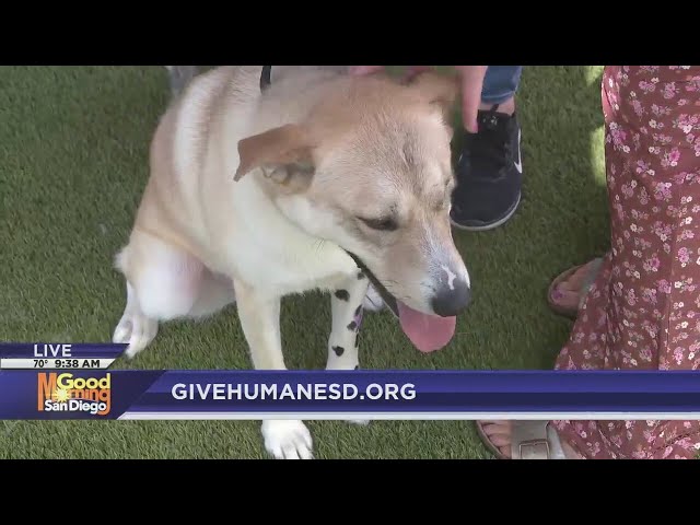 San Diego Humane Society 'Day of Giving' explained