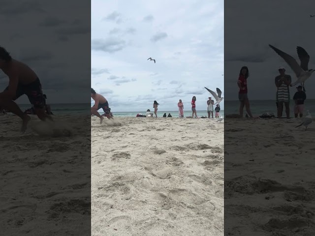 Beach Pigeons of Miami Beach! 🐦 #beach #newyear2024 #newyear