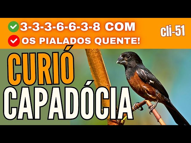 CURIÓ CAPADÓCIA 3-3-3-6-6-3-6-8 COM OS PIALADOS QUENTE EM TODAS AS CANTADAS
