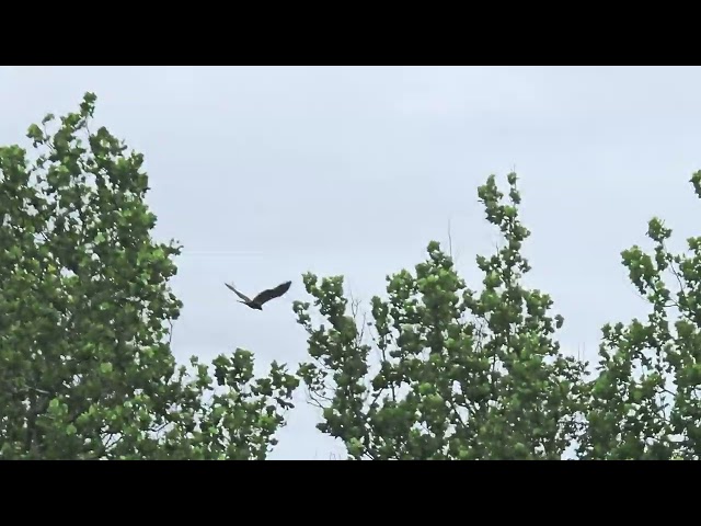 ND18 flying in front of nest tree and then south on fledge day!