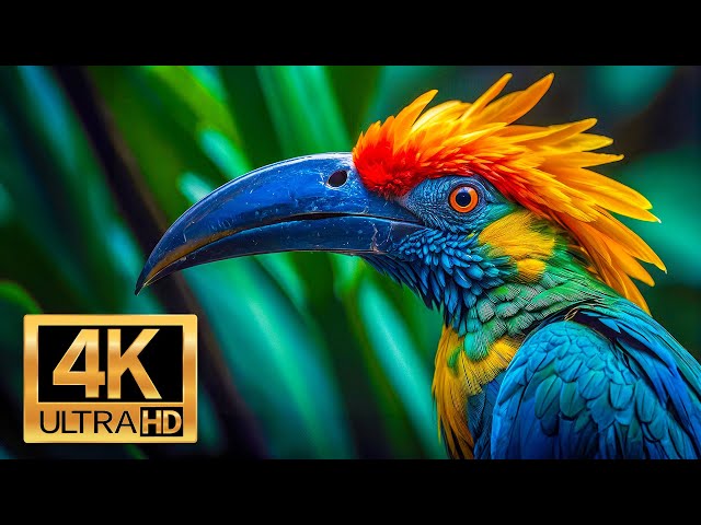 The Most Beautiful Birds - Master Of The Sky - Relaxing Animals 4K