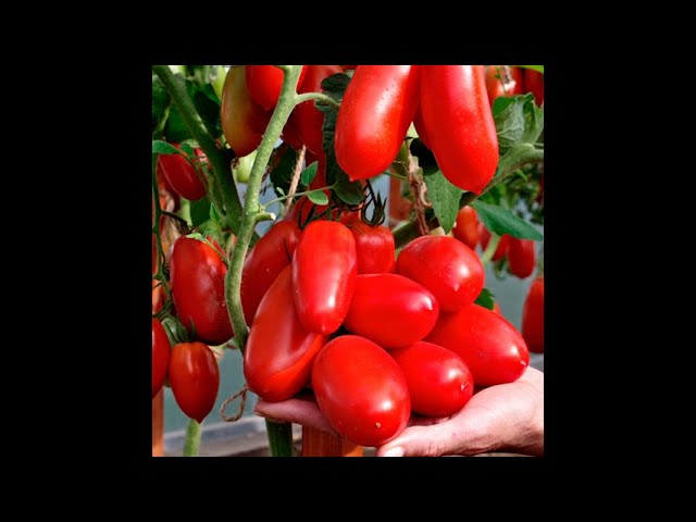 Самый лучший томат в мире 2023 г.! Высокоурожайный, вкусный и сладкий томат сорта АГАФЬЯ! #огород