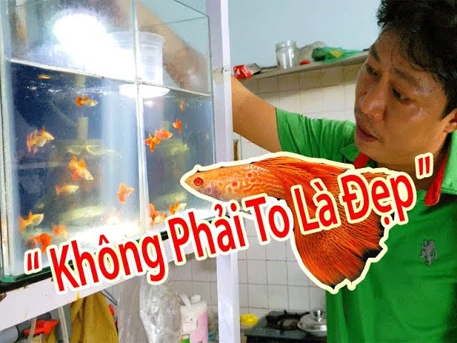 Khám Phá Một Cửa Hàng Chuyên Bán Cá Bảy Màu Đẹp ở Quận GÒ VẤP ( Guppies Fish Store In Sài Gòn )