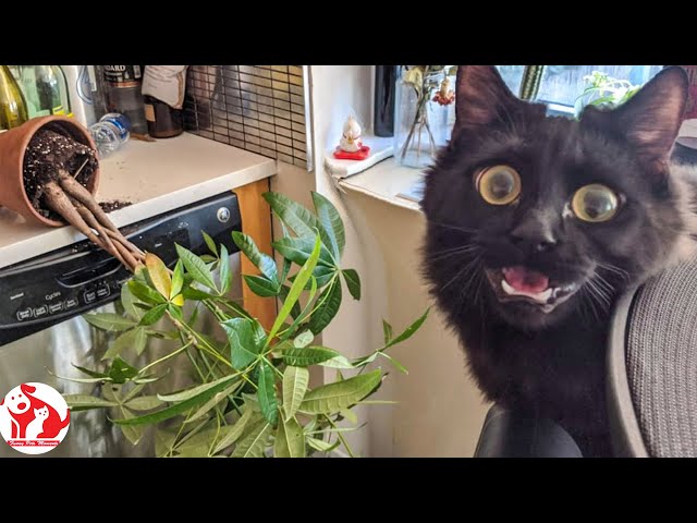 30 minutes of Fails - TRY NOT TO LAUGH CHALLENGE with Cats on Fails - Funny Fails Of The Week