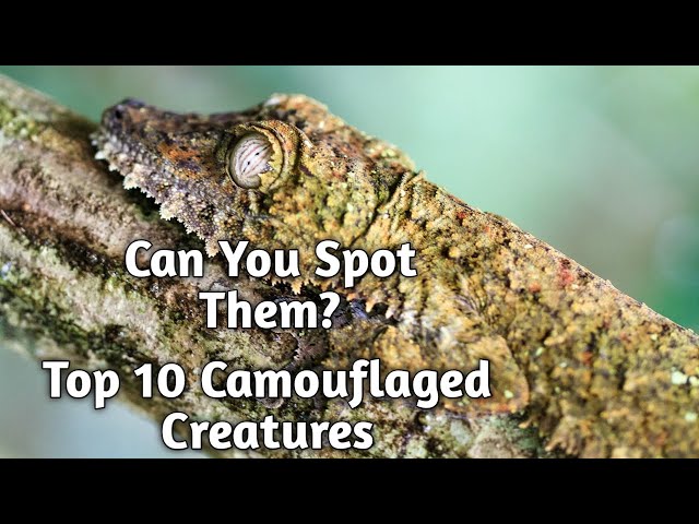 Masters of Disguise: Top 10 Camouflage Experts in the Animal Kingdom