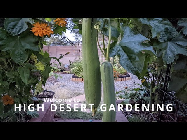 Welcome to My Desert Garden!