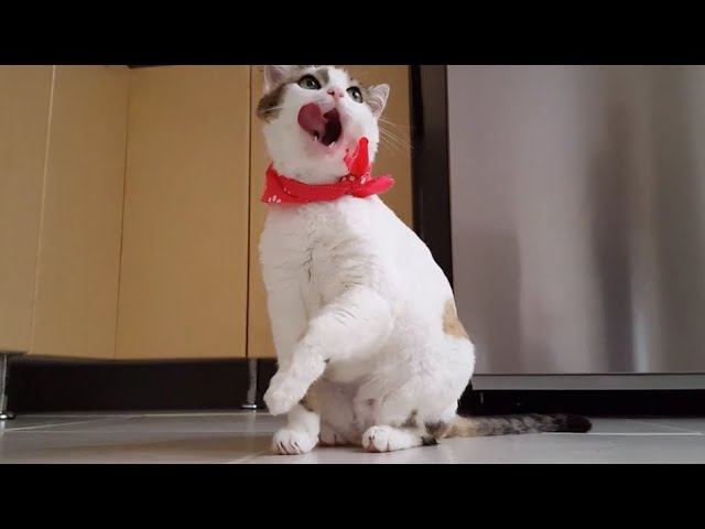 Baby Cats Animals Cute and Funny Cat Videos Compilation.
