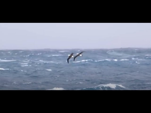 The albatrosses who catch pirates on the high seas بحری قزاقوں کو پکڑنے والے البیٹروس