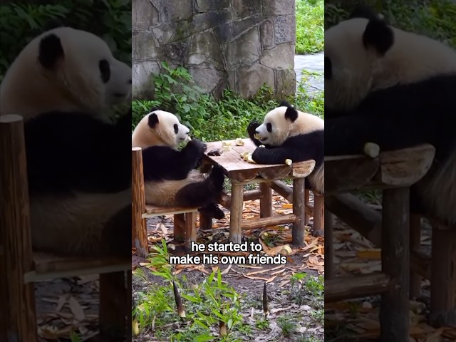 Panda story #animals #shorts #panda #cute