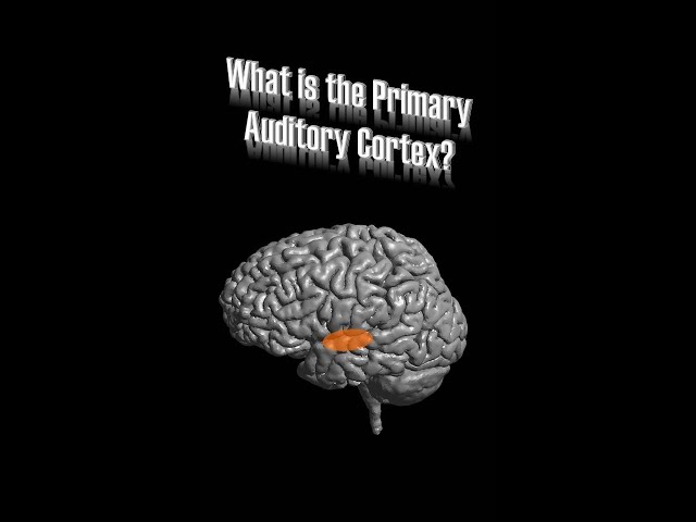 Primary Auditory Cortex (A1)