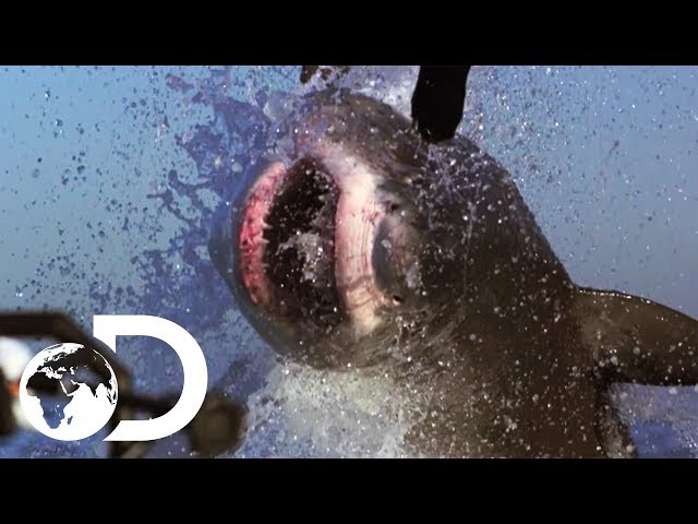 The Most Epic Shark Week Moments! | Shark Week's 50 Best Bites | SHARK WEEK 2018