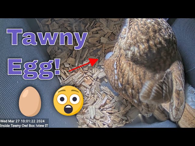 Tawny Owl has Laid First Egg!