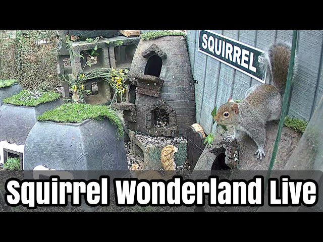 SqNest.Live-5of6: Squirrel Wonderland Live 🇺🇸🎗🇺🇦