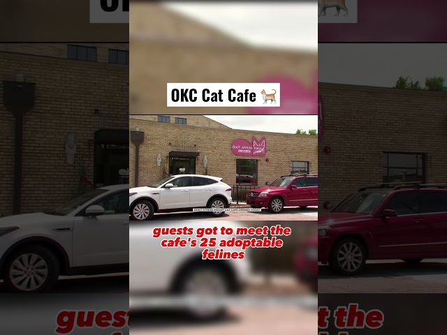 Check Out Oklahoma City’s First Cat Cafe #cats #okc #oklahomacity