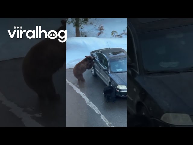 Bears Break Into Car || ViralHog