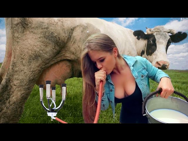 Girls 👧 on the Farm, Huge Agro Machines 🚜 , Care for #animals , Mind-blowing Milking Cows 🐮 #stream