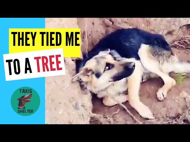 A German Shepherd tied to a tree. They tied him to keep the sheep away - Rex's story - Takis Shelter