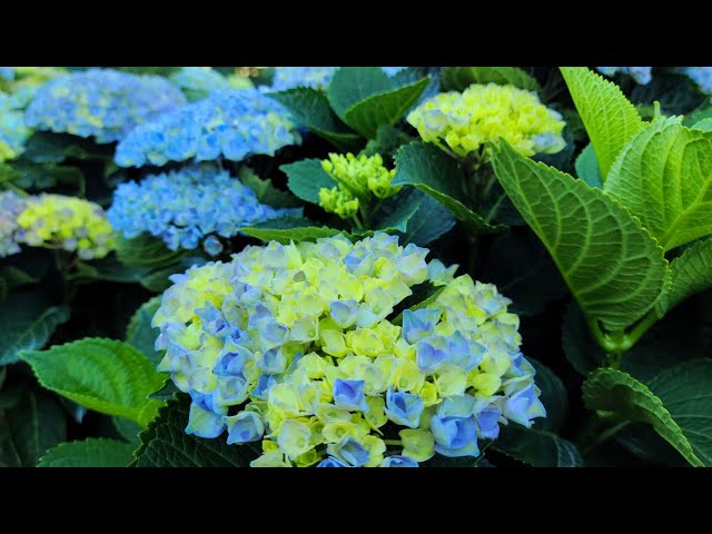 Hydrangea Magical® Revolution//🌝Wonderful, long-lasting, very sturdy blooms on compact plants!