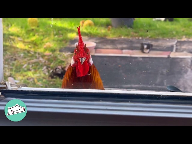 Rooster Jumps In Couple's Car And Never Leaves | Cuddle Buddies