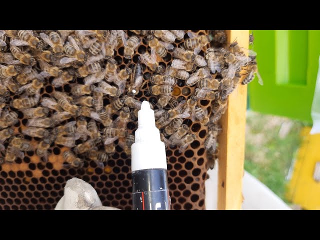 метим маток маркером на соте . #пасека #пчеловодство #пчёлы