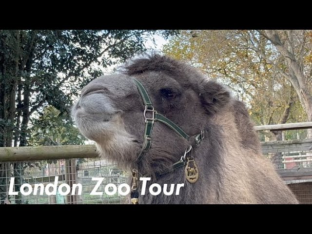 London Zoo Tour