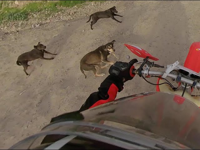 CRF450R chased by dogs in tijuana streets 360 video