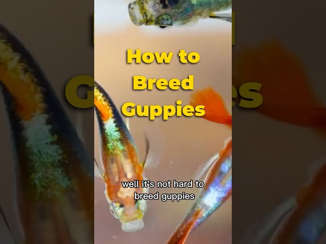 How to Breed Guppies #shorts