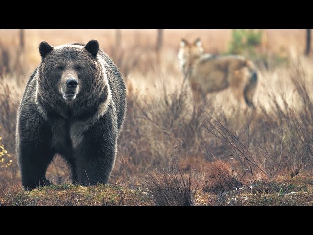 Bear vs Wolves: Battle for Food | Wild Scandinavia | BBC Earth