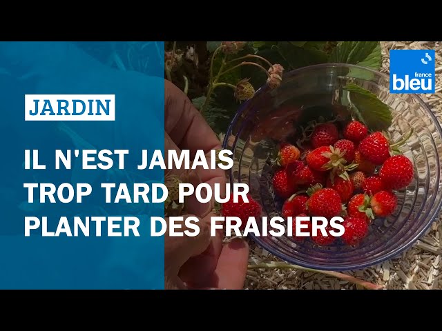 Mars-avril, il n'est jamais trop tard pour planter des fraisiers : Les conseils de Roland Motte
