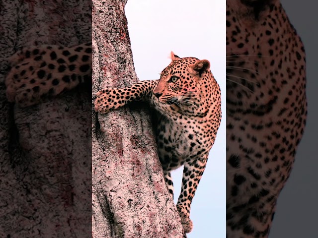 Agile leopard 🐆