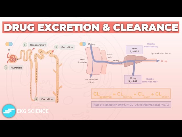 Drug Excretion & Drug Clearance | Pharmacology