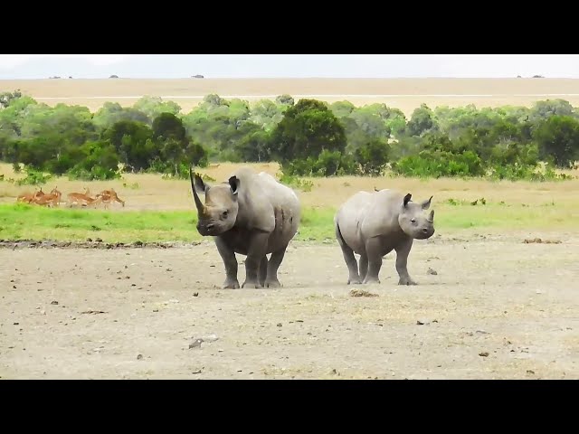 Rhino & calf, laying down,feeding