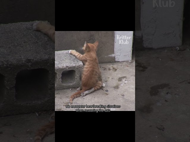 Stray cat rescue compilation #shorts