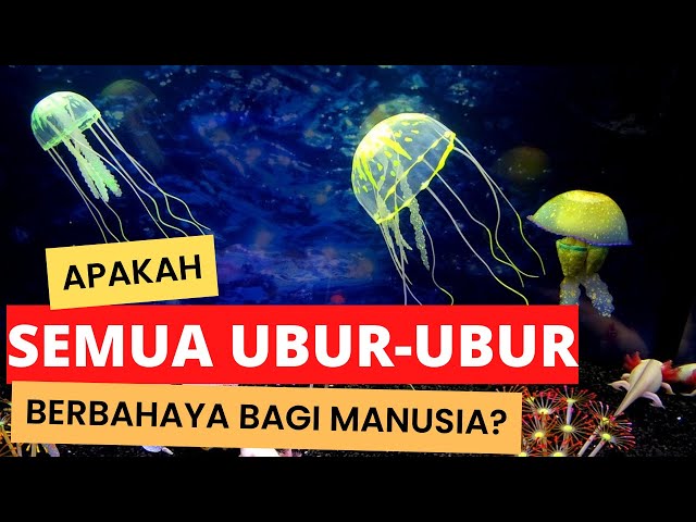 Are All Jellyfish Dangerous to Humans?