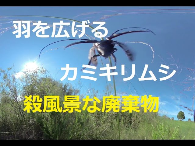 羽を広げるカミキリムシと殺風景な風景！Longhorn beetle spreading its wings and a murderous landscape! 　180度3DVR　oculus