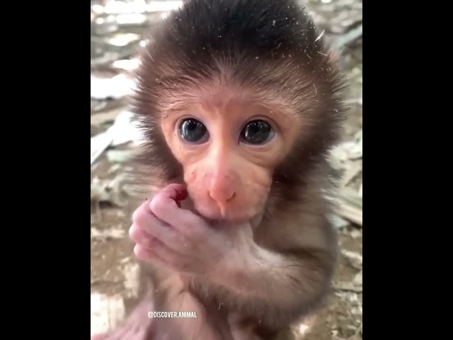 Nunuk is the cutest monkey you’ll see.  🙊🙉🐵🧡 #shorts #nunuk #monkey
