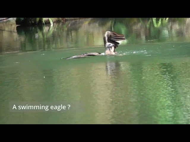 Eagle swimming with a big fish in the quarry. Bukit Batok NP. Birding in Singapore Jan 2024.