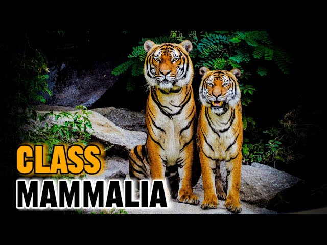 CLASS MAMMALIA || ANIMAL KINGDOM [ HINDI ] ••••ONLY FOR LEARNERS••••