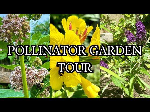 Secrets to Saving Pollinators Revealed: Tips for Success