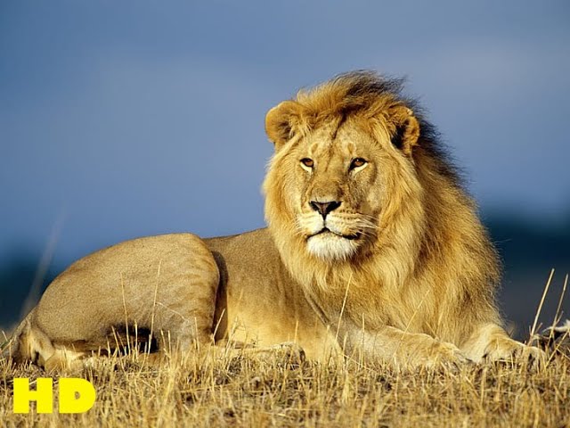 Lion Documentary - King Lions Fight 2021 - Wild Planet