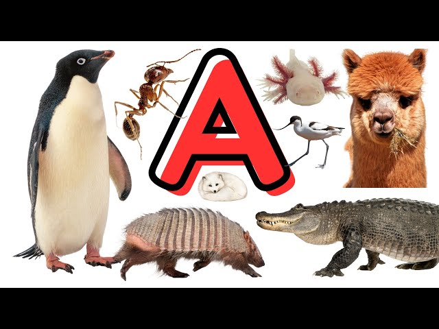 Animal - Name of Animals That Start with A - Useful English Words - English Vocabulary Building
