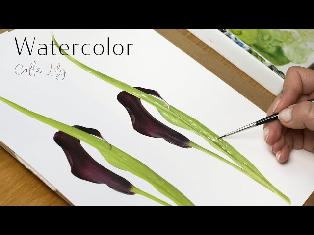 How to paint a Calla Lily | Watercolor painting tutorial