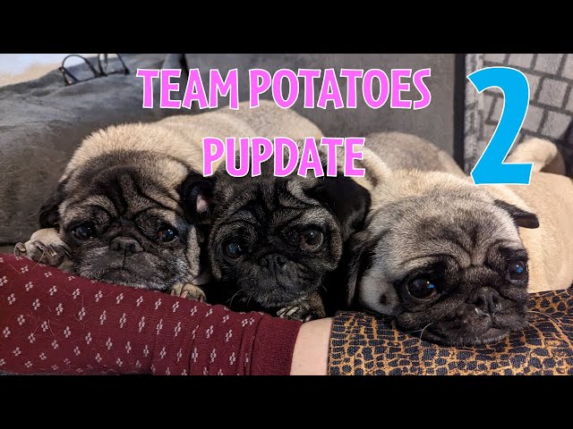 Pug Life: Team Potatoes Update 2