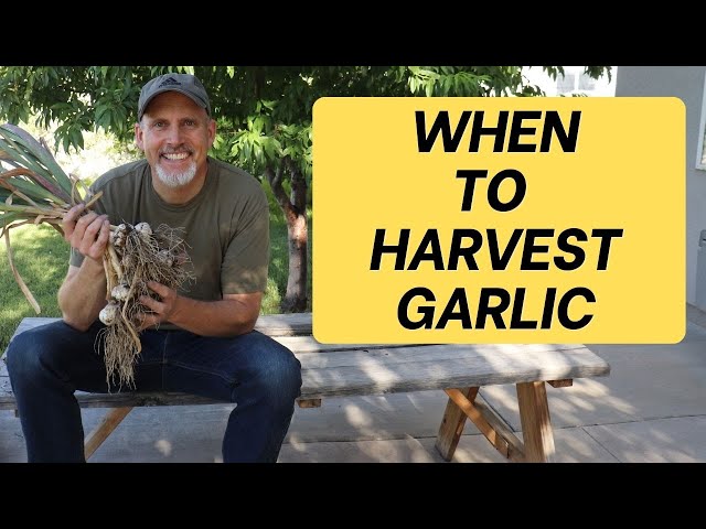 When to Harvest Garlic + tips on how to harvest garlic and how to cure garlic for long storage!