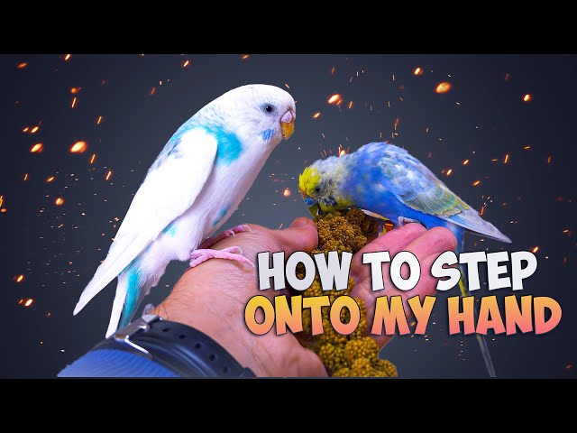 5 Surprising Things Every New Budgie Owner Must Know