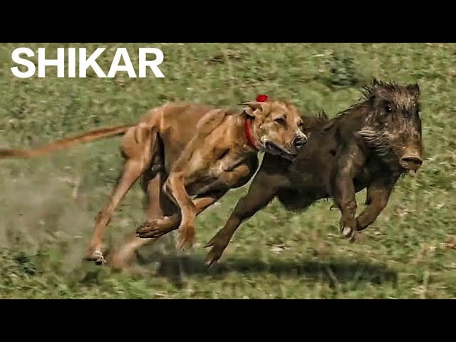 wild boar hunting with dogs | best hunting dogs