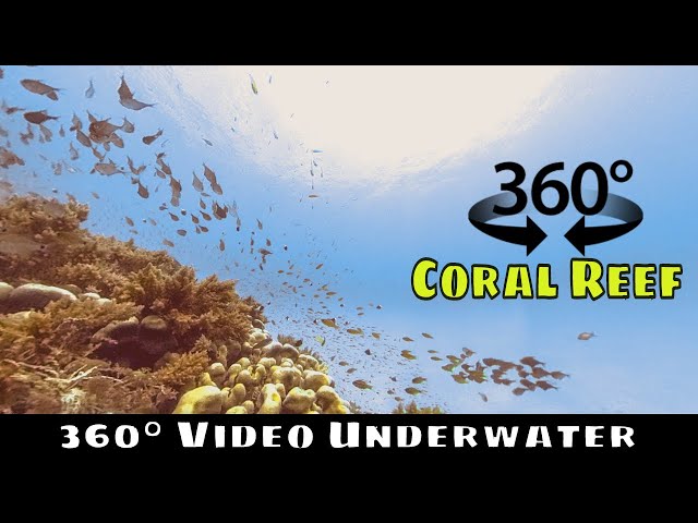 Underwater 360° Video | Kisite Marine Park Kenya